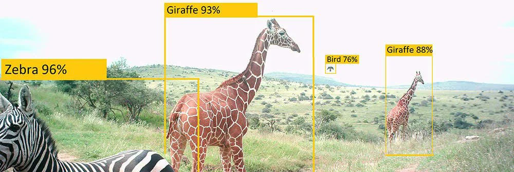 giraffe seen through computer vision