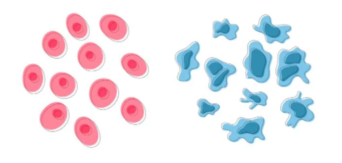 human cells sample illustration