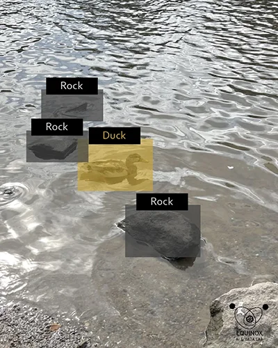object detection view differentiates ducks from rocks
