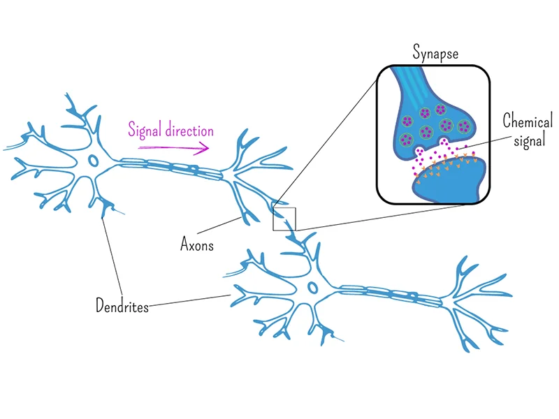 Artificial neural networks vs human brain | Equinox AI Lab