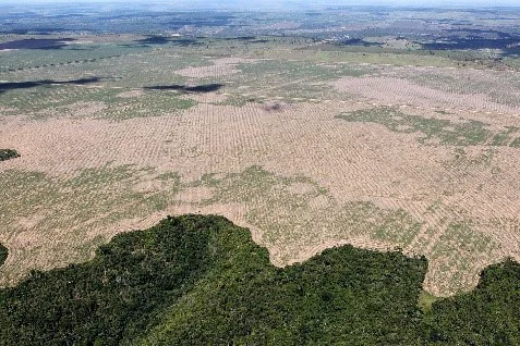 deforestation picture in the amazon