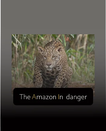 amazon jaguar walking in the forest