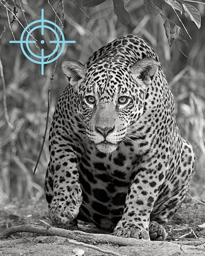 jaguar walking in the amazonia