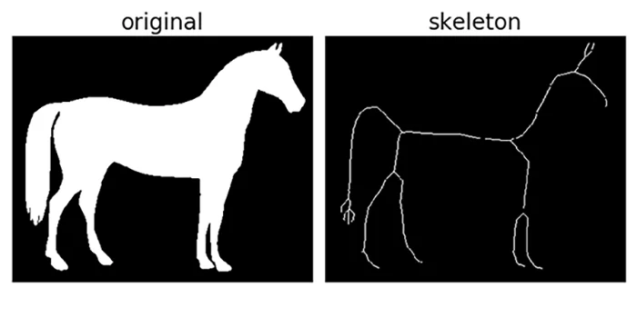 skeletonize example with a horse